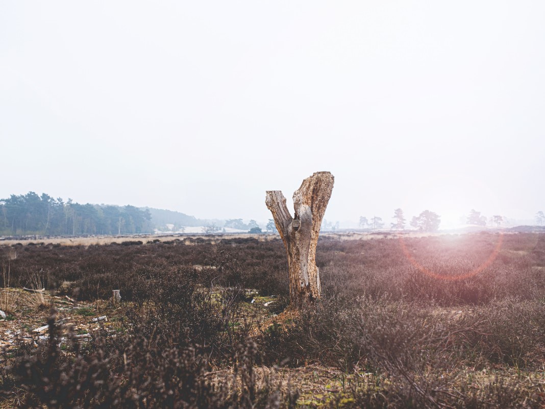 Zandvlakte drunense duinen