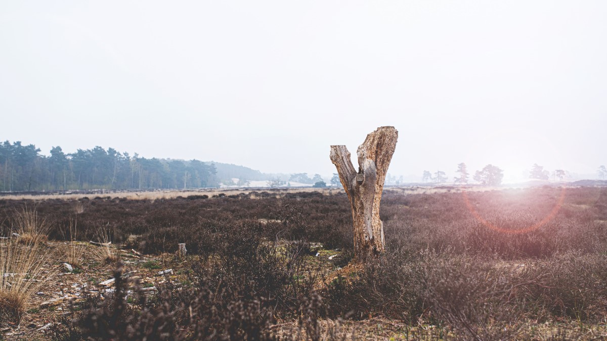 Zandvlakte drunense duinen